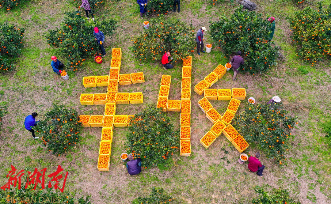 舞动脐橙产业“链” 良“橙”美景纷呈:新宁做足乡村振兴大文章_邵阳头条网